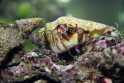 Paguristes cadenati (scarlet hermit crab), Aquarium 1